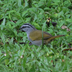 Black-striped Sparrow